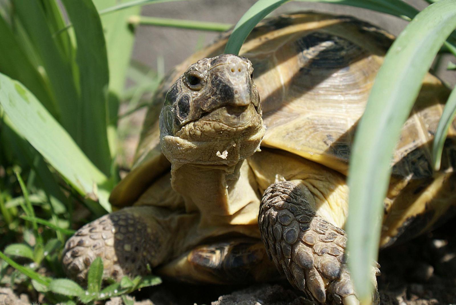 testudo horsfieldi - želva stepní/čtyřprstá - Photo album